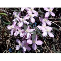 Bjerg-Skovranke 'Fragant Spring' Clematis Montana 'Fragant Spring' Potte 2,0 Liter,- Opbundet -Osmo Salgsbutik fi5860 clematis montana fragrant spring dedd