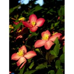 Bjerg-Skovranke 'Freda' Clematis Montana 'Freda' Potte 2,0 Liter,- Opbundet -Osmo Salgsbutik fi5861 clematis montana freda bdd8