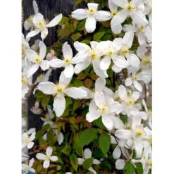 Bjerg-Skovranke 'Grandiflora' Clematis Montana 'Grandiflora' Potte 2,0 Liter,- Opbundet -Osmo Salgsbutik fi5862 clematis montana grandiflora 8fe3