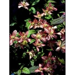 Bjerg-Skovranke 'Marjorie' Clematis Montana 'Marjorie' Potte 2,0 Liter,- Opbundet -Osmo Salgsbutik fi5863 clematis montana marjorie 8921