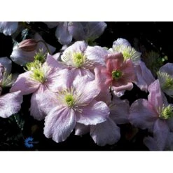 Bjerg-Skovranke 'Mayleen' Clematis Montana 'Mayleen' Potte 2,0 Liter,- Opbundet -Osmo Salgsbutik fi5864 clematis montana mayleen 4a79