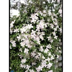 Bjerg-Skovranke 'Rubens' Clematis Montana 'Rubens' Potte 5,0 Liter,- Opbundet 100-150 Cm. -Osmo Salgsbutik fi5870 clematis montana var rubens 40f7
