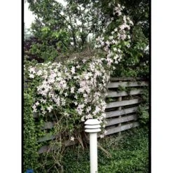 Bjerg-Skovranke 'Rubens' Clematis Montana 'Rubens' Potte 5,0 Liter,- Opbundet 100-150 Cm. -Osmo Salgsbutik fi5870 clematis montana var rubens 51db