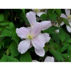 Bjerg-Skovranke 'Rubens' Clematis Montana 'Rubens' Potte 5,0 Liter,- Opbundet 100-150 Cm. -Osmo Salgsbutik fi5870 clematis montana var rubens ed6e