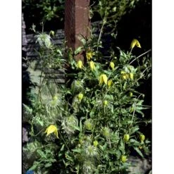 Guld-Skovranke Clematis Tangutica Potte 2,0 Liter,- Opbundet -Osmo Salgsbutik fi5872 clematis tangutica e9b7