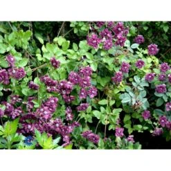 Italiensk Skovranke 'Purpurea Plena Elegans' Clematis Viticella 'Purpurea Plena Elegans' Potte 2,0 Liter,- Opbundet 60-100 Cm -Osmo Salgsbutik fi5875 clematis vit purpurea plena elegans 0fd8