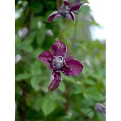Italiensk Skovranke 'Purpurea Plena Elegans' Clematis Viticella 'Purpurea Plena Elegans' Potte 2,0 Liter,- Opbundet 60-100 Cm -Osmo Salgsbutik fi5875 clematis vit purpurea plena elegans 4f21