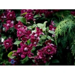 Italiensk Skovranke 'Purpurea Plena Elegans' Clematis Viticella 'Purpurea Plena Elegans' Potte 2,0 Liter,- Opbundet 60-100 Cm -Osmo Salgsbutik fi5875 clematis vit purpurea plena elegans d94b