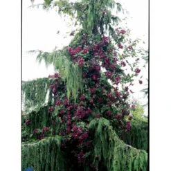 Italiensk Skovranke 'Purpurea Plena Elegans' Clematis Viticella 'Purpurea Plena Elegans' Potte 2,0 Liter,- Opbundet 60-100 Cm -Osmo Salgsbutik fi5875 clematis vit purpurea plena elegans db1c