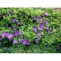 Italiensk Skovranke Clematis Viticella Potte 2,0 Liter,- Opbundet -Osmo Salgsbutik fi5877 clematis viticella 752e