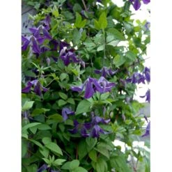 Italiensk Skovranke Clematis Viticella Potte 2,0 Liter,- Opbundet -Osmo Salgsbutik fi5877 clematis viticella aa65