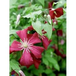 Italiensk Skovranke 'Madame Julia Correvon' Clematis Viticella 'Madame Julia Correvon' Potte 2,0 Liter,- Opbundet -Osmo Salgsbutik fi5881 clematis viticella mme julia correvon 18bb