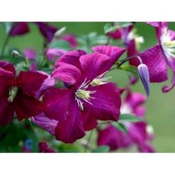 Italiensk Skovranke 'Madame Julia Correvon' Clematis Viticella 'Madame Julia Correvon' Potte 2,0 Liter,- Opbundet -Osmo Salgsbutik fi5881 clematis viticella mme julia correvon b7d7