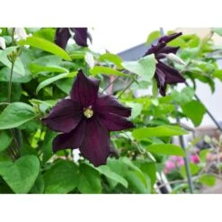 Italiensk Skovranke 'Romantica' Clematis Viticella 'Romantica' Potte 2,0 Liter,- Opbundet -Osmo Salgsbutik fi5884 clematis viticella romantika 72e1