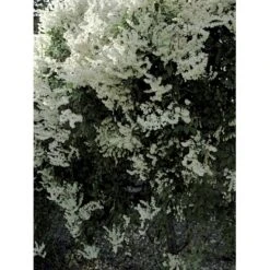 Arkitektens Trøst Polygonum Aubertii Potte 2,0 Liter,- Opbundet -Osmo Salgsbutik fi5890 fallopia baldschuanica a26c