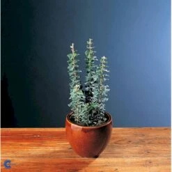 Småbladet Efeu Hedera Helix Potte 2,0 Liter,- Opbundet -Osmo Salgsbutik fi5896 hedera helix 368c