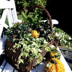 Småbladet Efeu Hedera Helix Potte 2,0 Liter,- Opbundet -Osmo Salgsbutik fi5896 hedera helix 57fb