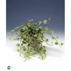 Småbladet Efeu Hedera Helix Potte 2,0 Liter,- Opbundet -Osmo Salgsbutik fi5896 hedera helix 757d