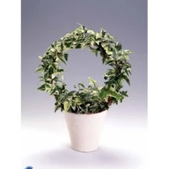 Småbladet Efeu Hedera Helix Potte 2,0 Liter,- Opbundet -Osmo Salgsbutik fi5896 hedera helix 856f