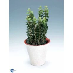 Småbladet Efeu Hedera Helix Potte 2,0 Liter,- Opbundet -Osmo Salgsbutik fi5896 hedera helix 857d