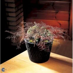 Småbladet Efeu Hedera Helix Potte 2,0 Liter,- Opbundet -Osmo Salgsbutik fi5896 hedera helix 9b7e