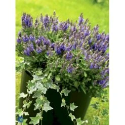 Småbladet Efeu Hedera Helix Potte 2,0 Liter,- Opbundet -Osmo Salgsbutik fi5896 hedera helix c4c3