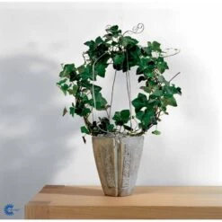 Småbladet Efeu Hedera Helix Potte 2,0 Liter,- Opbundet -Osmo Salgsbutik fi5896 hedera helix c868