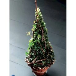 Småbladet Efeu Hedera Helix Potte 2,0 Liter,- Opbundet -Osmo Salgsbutik fi5896 hedera helix d16b