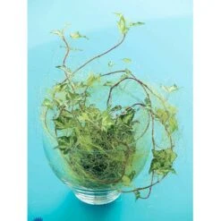 Småbladet Efeu Hedera Helix Potte 2,0 Liter,- Opbundet -Osmo Salgsbutik fi5896 hedera helix fc92