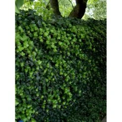 Storbladet Efeu Hedera Hibernica Opbundet Til 150 Cm.,- 3 Liter Potte -Osmo Salgsbutik fi5925 hedera hibernica 2faa