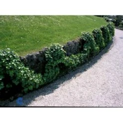 Storbladet Efeu Hedera Hibernica Opbundet Til 150 Cm.,- 3 Liter Potte -Osmo Salgsbutik fi5925 hedera hibernica fc25