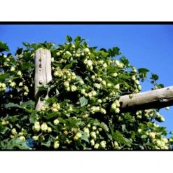 Almindelig Humle Humulus Lupulus Potte 2,0 Liter,- Opbundet -Osmo Salgsbutik fi5929 humulus lupulus 3266