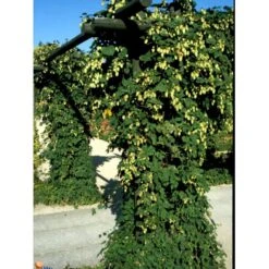 Almindelig Humle Humulus Lupulus Potte 2,0 Liter,- Opbundet -Osmo Salgsbutik fi5929 humulus lupulus 559d
