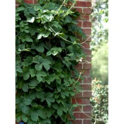 Almindelig Humle Humulus Lupulus Potte 2,0 Liter,- Opbundet -Osmo Salgsbutik fi5929 humulus lupulus bdca