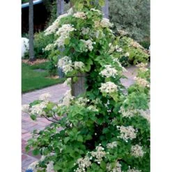 Klatrehortensia Hydrangea Anomala Ssp. Petiolaris Potte 7,5 Liter,- Opbundet 100-150 Cm. 21 Klatrehortensia Hydrangea Anomala Ssp. Petiolaris Potte 7,5 Liter,- Opbundet 100-150 Cm. -Osmo Salgsbutik fi5937 hydrangea anomala subsp petiolaris 4b66