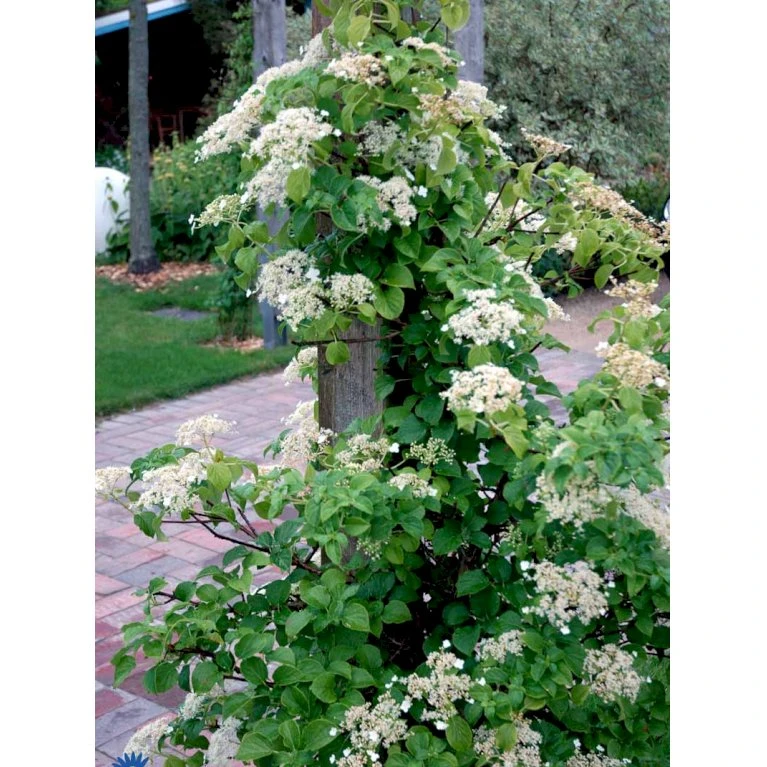 Klatrehortensia Hydrangea Anomala Ssp. Petiolaris Potte 7,5 Liter,- Opbundet 100-150 Cm. 11 Klatrehortensia Hydrangea Anomala Ssp. Petiolaris Potte 7,5 Liter,- Opbundet 100-150 Cm. - Billede 11