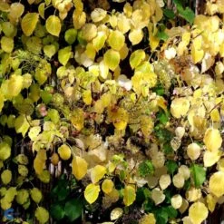 Klatrehortensia Hydrangea Anomala Ssp. Petiolaris Potte 7,5 Liter,- Opbundet 100-150 Cm. 20 Klatrehortensia Hydrangea Anomala Ssp. Petiolaris Potte 7,5 Liter,- Opbundet 100-150 Cm. -Osmo Salgsbutik fi5937 hydrangea anomala subsp petiolaris 7f04