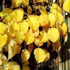 Klatrehortensia Hydrangea Anomala Ssp. Petiolaris Potte 7,5 Liter,- Opbundet 100-150 Cm. 19 Klatrehortensia Hydrangea Anomala Ssp. Petiolaris Potte 7,5 Liter,- Opbundet 100-150 Cm. -Osmo Salgsbutik fi5937 hydrangea anomala subsp petiolaris 8900