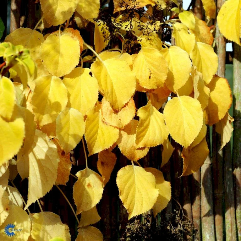 Klatrehortensia Hydrangea Anomala Ssp. Petiolaris Potte 7,5 Liter,- Opbundet 100-150 Cm. 9 Klatrehortensia Hydrangea Anomala Ssp. Petiolaris Potte 7,5 Liter,- Opbundet 100-150 Cm. - Billede 9