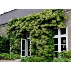 Klatrehortensia Hydrangea Anomala Ssp. Petiolaris Potte 7,5 Liter,- Opbundet 100-150 Cm. 18 Klatrehortensia Hydrangea Anomala Ssp. Petiolaris Potte 7,5 Liter,- Opbundet 100-150 Cm. -Osmo Salgsbutik fi5937 hydrangea anomala subsp petiolaris ad5a