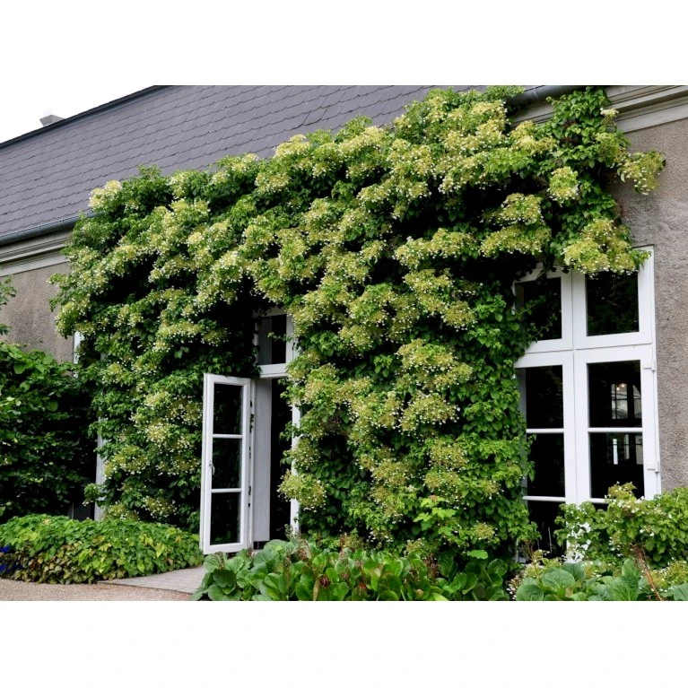Klatrehortensia Hydrangea Anomala Ssp. Petiolaris Potte 7,5 Liter,- Opbundet 100-150 Cm. 8 Klatrehortensia Hydrangea Anomala Ssp. Petiolaris Potte 7,5 Liter,- Opbundet 100-150 Cm. - Billede 8