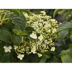 Klatrehortensia Hydrangea Anomala Ssp. Petiolaris Potte 7,5 Liter,- Opbundet 100-150 Cm. 17 Klatrehortensia Hydrangea Anomala Ssp. Petiolaris Potte 7,5 Liter,- Opbundet 100-150 Cm. -Osmo Salgsbutik fi5937 hydrangea anomala subsp petiolaris eca8