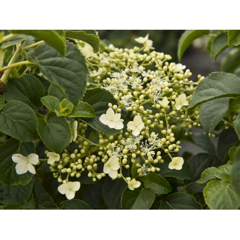 Klatrehortensia Hydrangea Anomala Ssp. Petiolaris Potte 7,5 Liter,- Opbundet 100-150 Cm. 7 Klatrehortensia Hydrangea Anomala Ssp. Petiolaris Potte 7,5 Liter,- Opbundet 100-150 Cm. - Billede 7