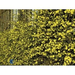 Vinterjasmin Jasminum Nudiflorum Potte 5,0 Liter,- Opbundet 100-150 Cm. 11 Vinterjasmin Jasminum Nudiflorum Potte 5,0 Liter,- Opbundet 100-150 Cm. -Osmo Salgsbutik fi5938 jasminum nudiflorum 8022