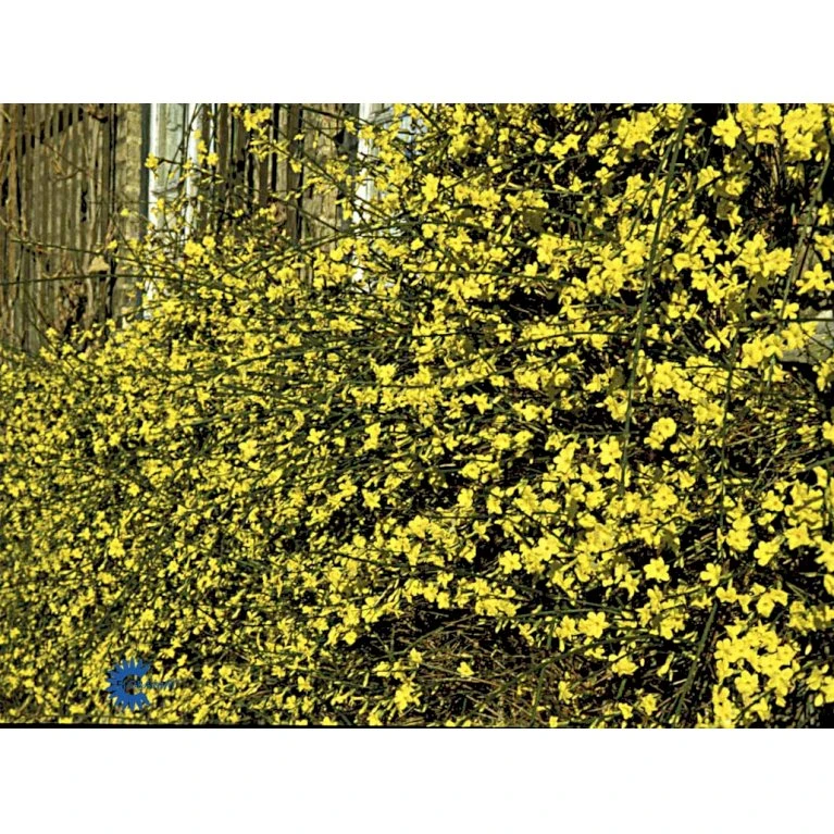 Vinterjasmin Jasminum Nudiflorum Potte 5,0 Liter,- Opbundet 100-150 Cm. 6 Vinterjasmin Jasminum Nudiflorum Potte 5,0 Liter,- Opbundet 100-150 Cm. - Billede 6