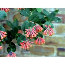 Kaprifolie 'Dropmore Scarlet' Lonicera Brownii 'Dropmore Scarlet' Potte 5,0 Liter,- Opbundet 100-150 Cm. -Osmo Salgsbutik fi5941 lonicera brownii dropmore scarlet 0178