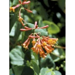 Kaprifolie 'Dropmore Scarlet' Lonicera Brownii 'Dropmore Scarlet' Potte 5,0 Liter,- Opbundet 100-150 Cm. -Osmo Salgsbutik fi5941 lonicera brownii dropmore scarlet 2fbd