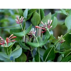 Kaprifolie 'Dropmore Scarlet' Lonicera Brownii 'Dropmore Scarlet' Potte 5,0 Liter,- Opbundet 100-150 Cm. -Osmo Salgsbutik fi5941 lonicera brownii dropmore scarlet b6f7