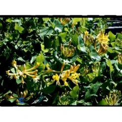 Kaprifolie Lonicera Caprifolium Potte 5,0 Liter,- Opbundet 80-100 Cm. -Osmo Salgsbutik fi5942 lonicera caprifolium dbd2