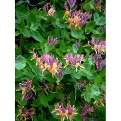 Kaprifolie Lonicera X Heckrottii Potte 5,0 Liter,- Opbundet 100-150 Cm. 6 Kaprifolie Lonicera X Heckrottii Potte 5,0 Liter,- Opbundet 100-150 Cm. -Osmo Salgsbutik fi5944 lonicera heckrottii 378c